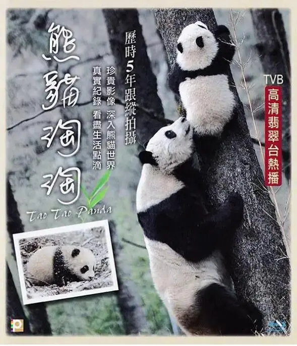 《熊猫淘淘》：萌翻天际的国宝级探险！淘淘这趟旅程，我给满分不怕你骄傲！